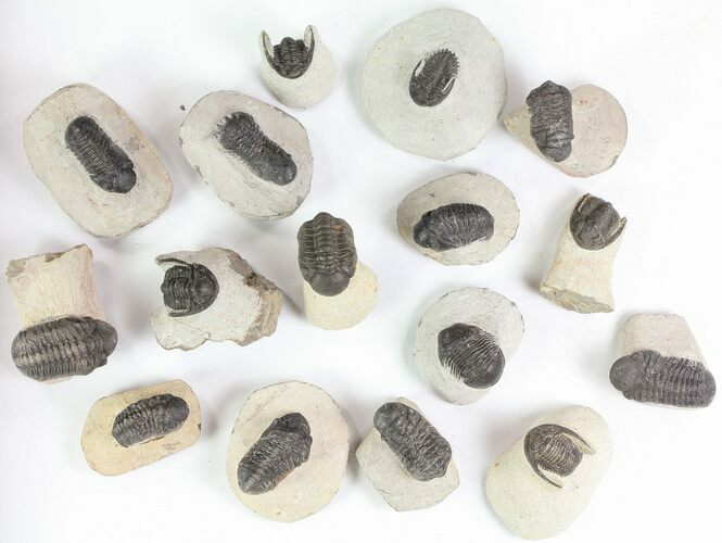 Lot: Small Assorted Devonian Trilobites - Pieces #76986